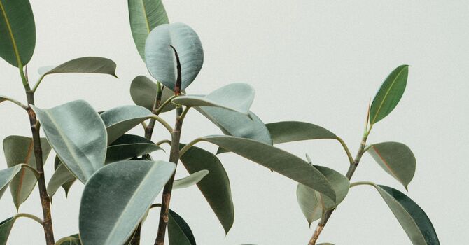 Child Growth Labs Normal but Short: Understanding Why Height Can Still Lag